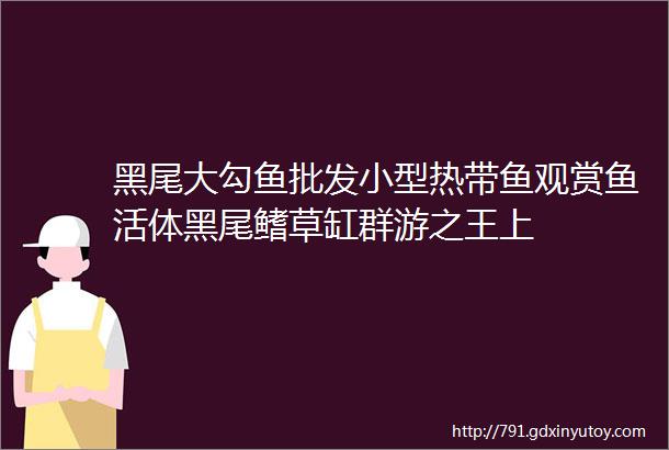 黑尾大勾鱼批发小型热带鱼观赏鱼活体黑尾鳍草缸群游之王上