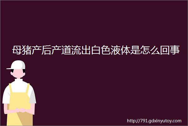 母猪产后产道流出白色液体是怎么回事